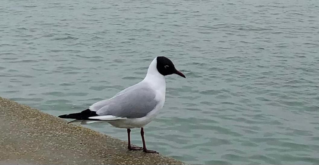 Nuit Insolite Sur Un Voilier Au Coeur De La Rochelle Λα Ροσέλ Εξωτερικό φωτογραφία